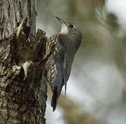  Cormobates leucophaea mâle