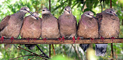  Phapitréron à oreillons blancs (P. leucotis)