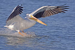  Pelecanus erythrorhynchos