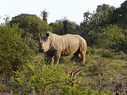  Rhinocéros blanc (Ceratotherium simum)