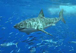  Grand requin blanc(Carcharodon carcharias)