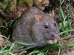  Rat brun (Rattus norvegicus)