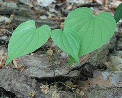  Dioscorea villosa