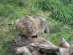  Chat sauvage (Felis silvestris)