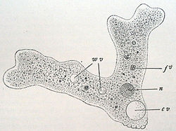  Amoeba proteus