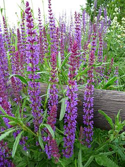  Salvia nemorosa