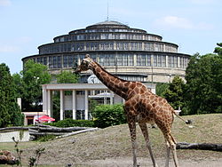 Girafe devant la porte du zoo et le Hall du centenaire en fond.