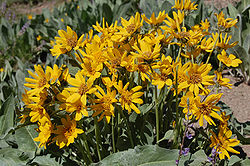  Wyethia mollis 