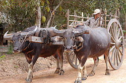  Attelage de buffles