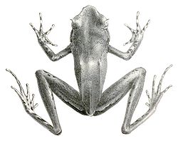  Xenophrys longipes 