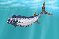  Illustration d'un Xiphactinus