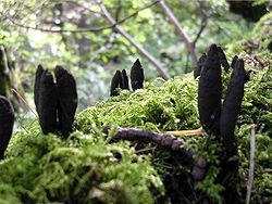  Xylaria polymorpha