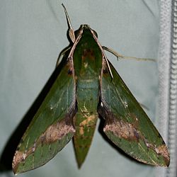  Xylophanes chiron