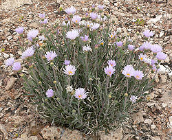  Xylorhiza tortifolia