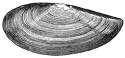  Dessin d'un fossile de Yoldia limatula