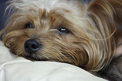 Yorkshire terrier sleep.JPG