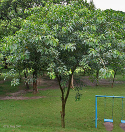  Ficus virens