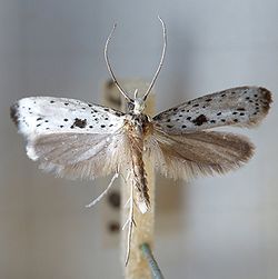  Yponomeuta plumbella, ailes écartées