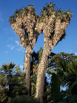  Yucca filifera centenaire. Jardin Olbius Riquier,  Hyères, France.