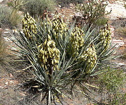  Yucca baccata