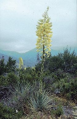 Hesperoyucca whipplei subsp. intermedia