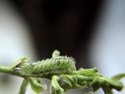  Chenille de Leptotes plinius