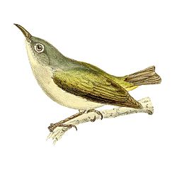  Zosterops chloronothos