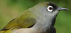  Oiseau vert (Zosterops olivaceus)