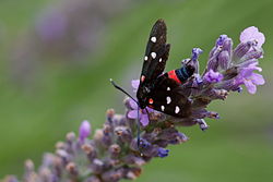 Zygaena ephialtes