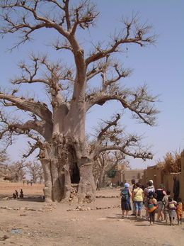 Baobab africain au centre du village