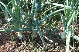 Photographie en couleur représentant une culture d'oignon en gros plant. Les bulbes semi-enterrés sont en cours de grossissement et le feuillage est encore vert.