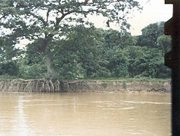 Érosion de la berge gauche du río Apure, face à la localité d'El Samán (Etat d'Apure au Venezuela).