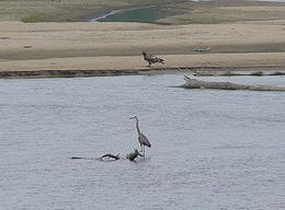 Great Blue Heron and immature Bald Eagle on the Platte River.jpg