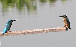 Kingfishers.jpg
