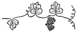 dessin en noir et blanc représentant un cep de vigne avec des feuilles et une grappe de raisins.