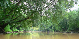 Paysage typique de la Neuse River.