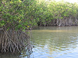 Aspect de la mangrove à l'étang des Salines.