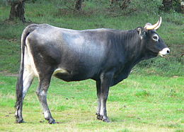 La photographie couler représente une vache de race tudanca. Vue de profil, elle est une représentante caractéristique de sa race : robe gris cendré, mulfe, tour des yeux, ventre et fesses gris clair ou blanc et cornes relevées en croissant.