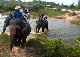 Éléphants près de Pattaya