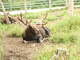 L'enclos des élans du Bioparc.