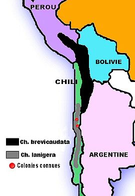Carte d'Amérique du Sud avec deux bandes sur la côte ouest, successives mais juxtaposées au centre, et deux point rouges dans la bande inférieurs correspondant aux colonies de chinchillas lanigera restantes