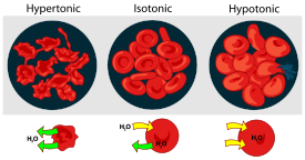 Osmotic pressure on blood cells diagram.svg
