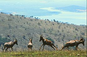 Image illustrative de l'article Parc national de l'Akagera