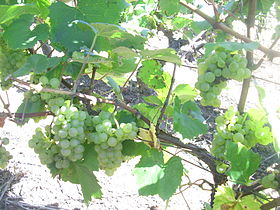 Grappes de raisins en cépage Aligoté en Saône-et-Loire (à Mellecey)