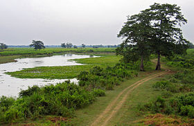 Image illustrative de l'article Parc national de Kaziranga