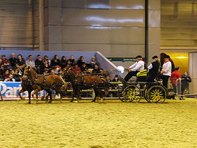 Attelage poneys landais SDA2010.JPG