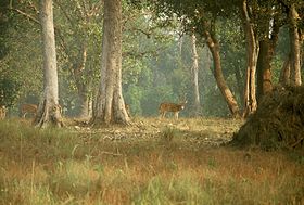 Image illustrative de l'article Parc national de Kanha
