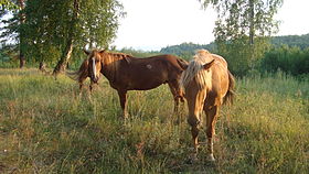 Bashkir horse.JPG