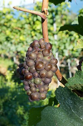 Grappe de pinot gris dans un vignoble suisse