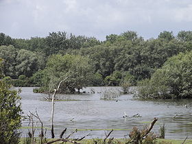 Image illustrative de l'article Réserve naturelle régionale du Marais de Cambrin